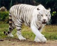 /album/fotogaleria/tigre-blanco-1-jpg/